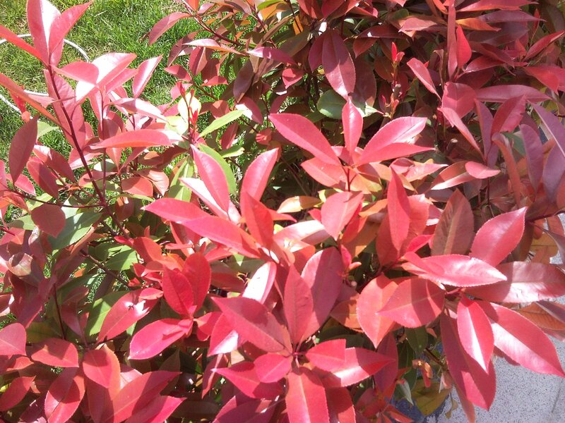 Red-leafed shrub in sunlight
