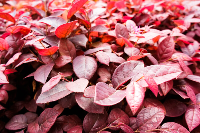 Red-leafed Shrub — Red
