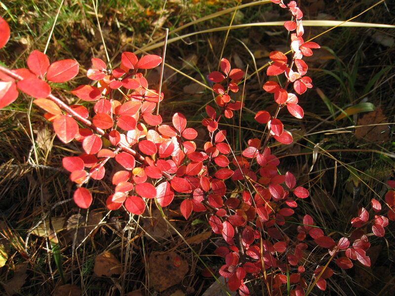 Red-leafed Shrub