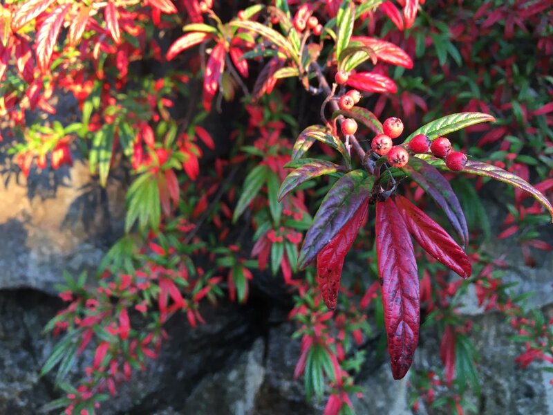 Red-leafed Shrub with Berries
