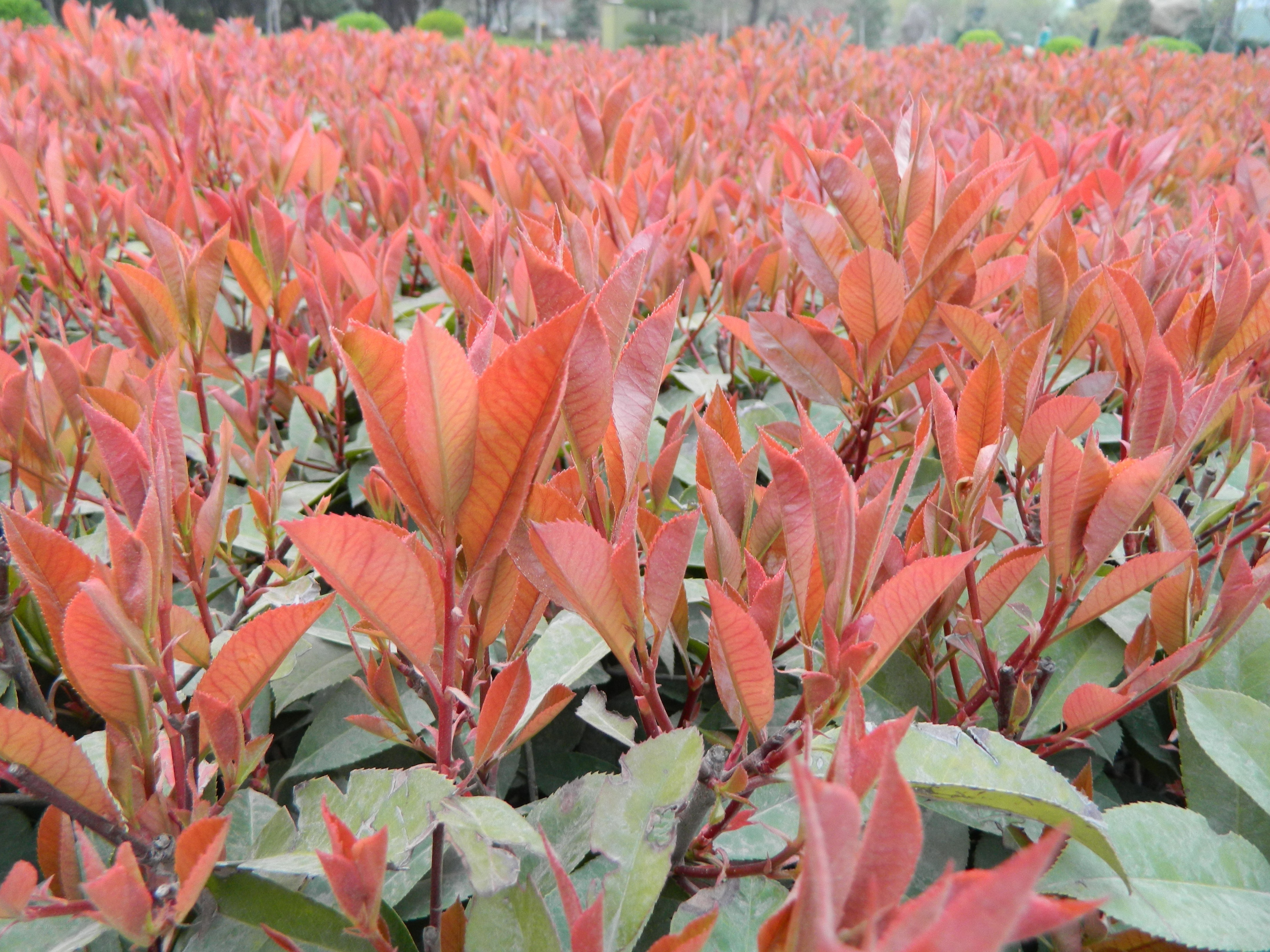 Red-leafed shrubs in a field