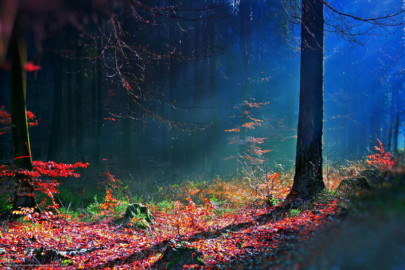 Red-leafed Shrubs in Forest — Red, Dramatic