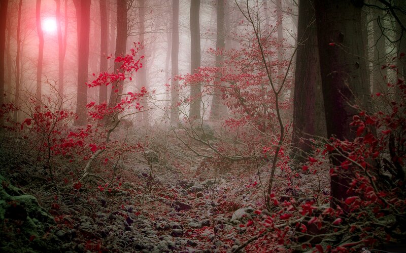 Red-leafed Shrubs in Forest — Red