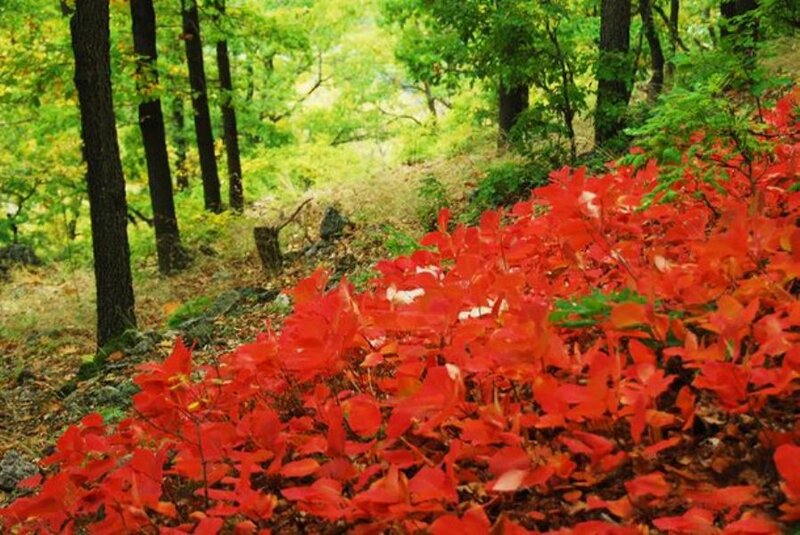 Red-leafed Shrubs in Forest