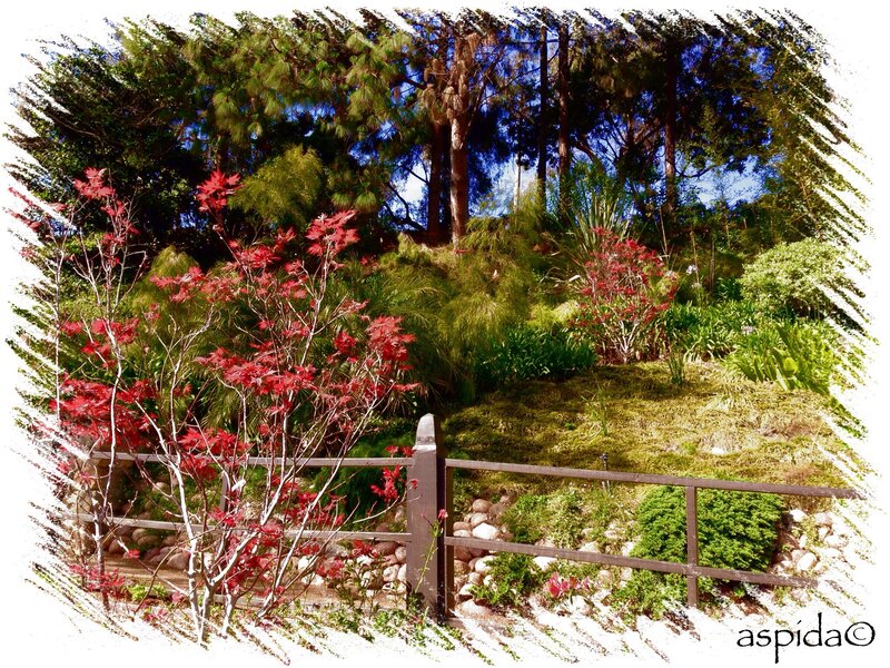 Red-leafed Shrubs in Garden