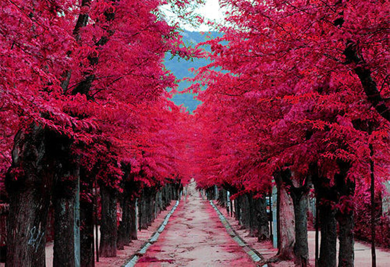 Red-leafed Tree Alley