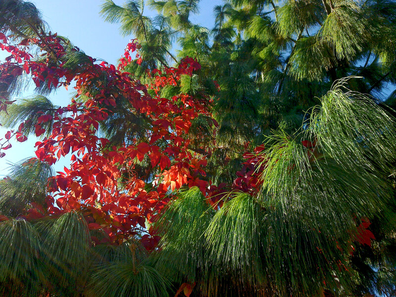 Red-leafed Tree Among Pines