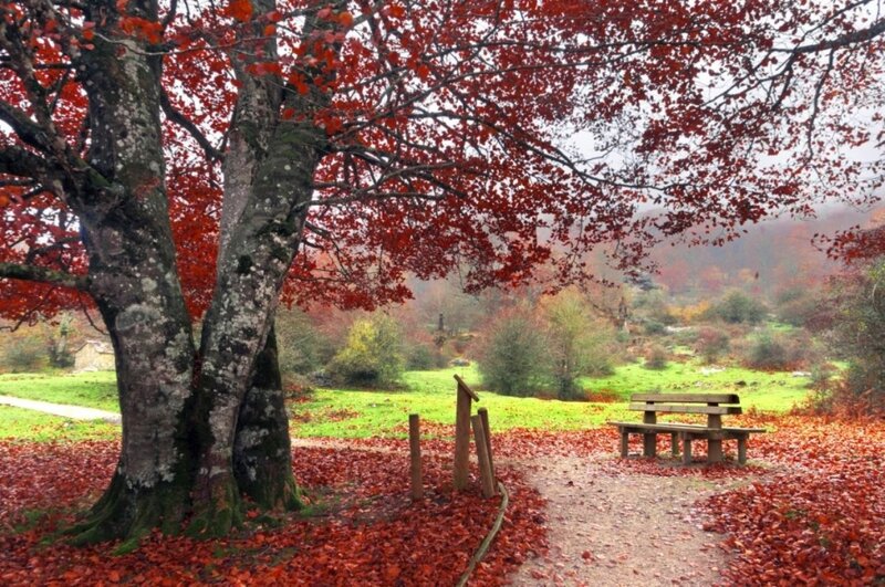 Red-leafed Tree and Bench — Red, Serene