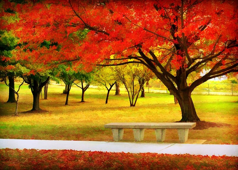 Red-leafed Tree and Bench — Red
