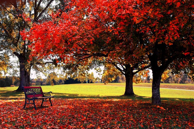 Red-leafed Tree and Bench