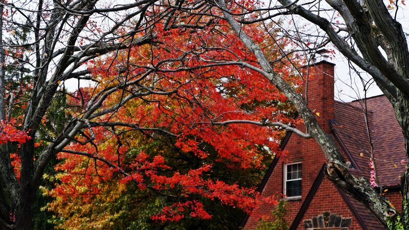Red-leafed Tree and Brick House