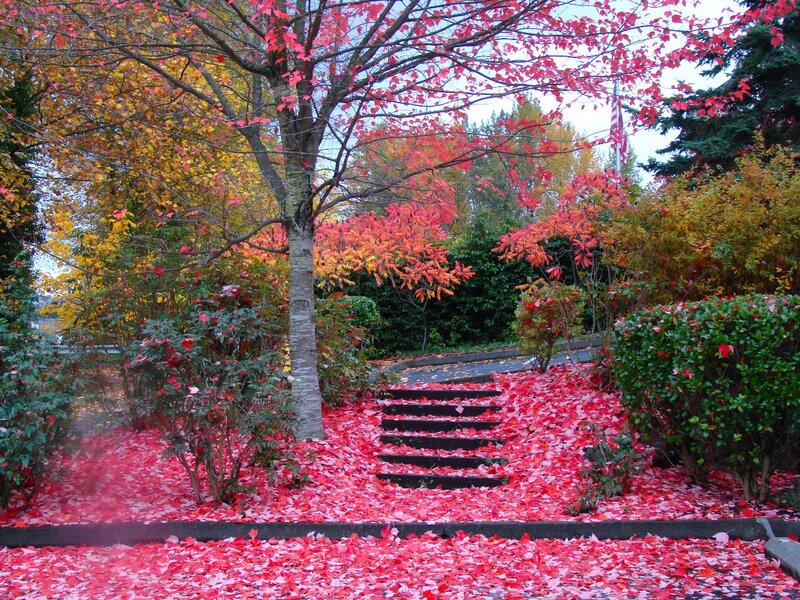 Red-leafed Tree and Steps