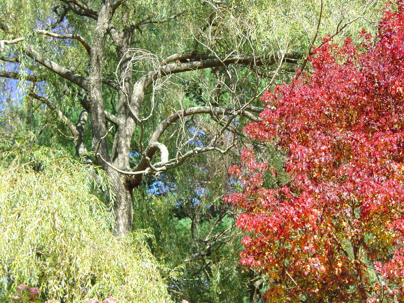 Red-leafed Tree and Willow