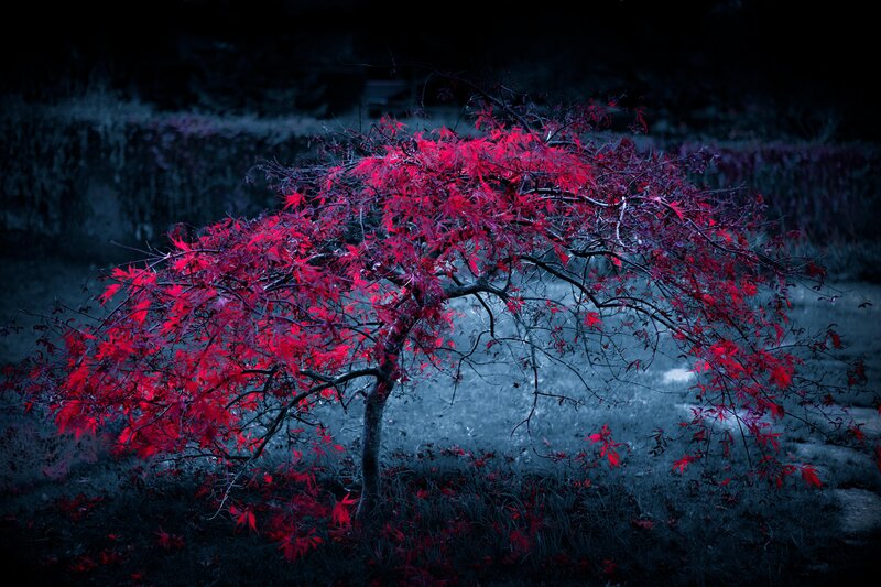 Red-leafed Tree at Night — Red