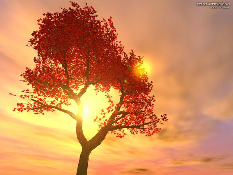 Red-leafed Tree at Sunset