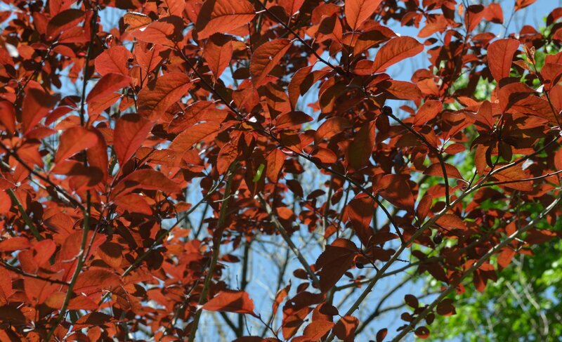 Red-leafed Tree Branches — Red