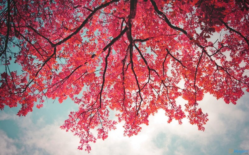 Red-leafed Tree Branches