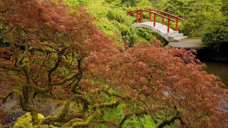 Red-leafed tree by a bridge