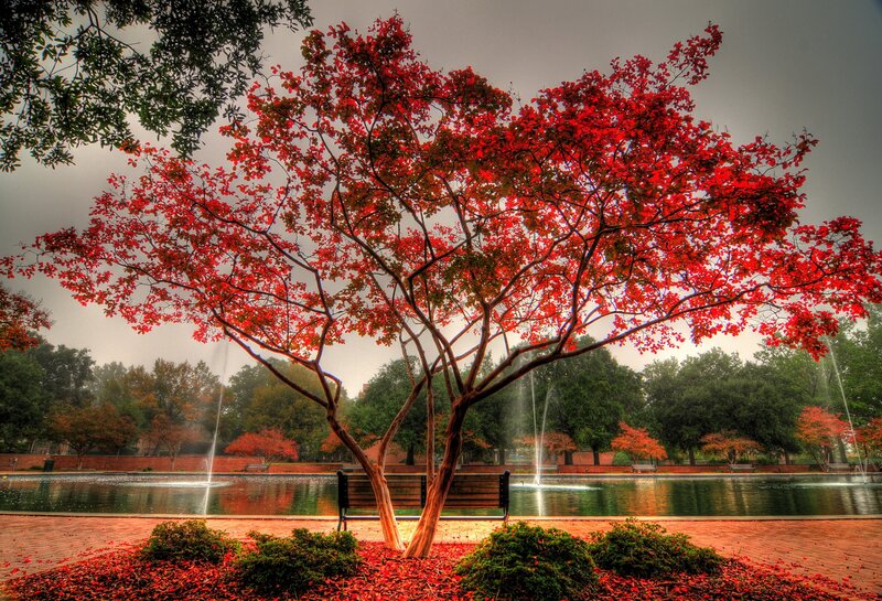 Red-leafed tree by a pond