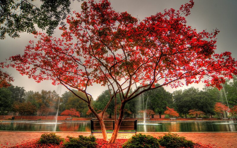 Red-leafed tree by a pond