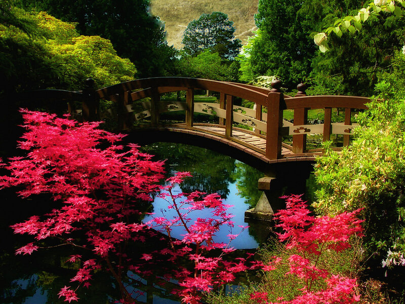 Red-leafed Tree by Bridge — Red