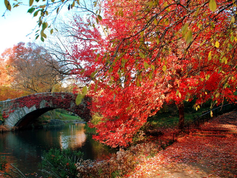 Red-leafed Tree by Bridge