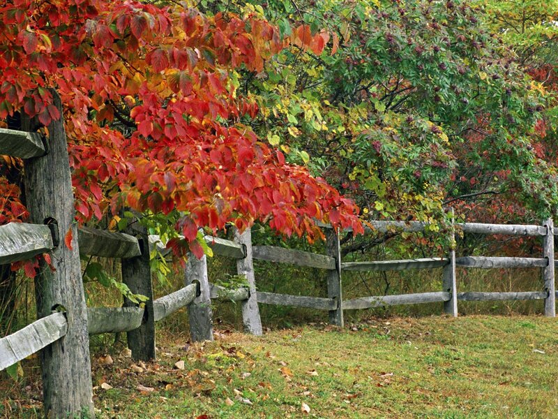 Red-leafed Tree by Fence