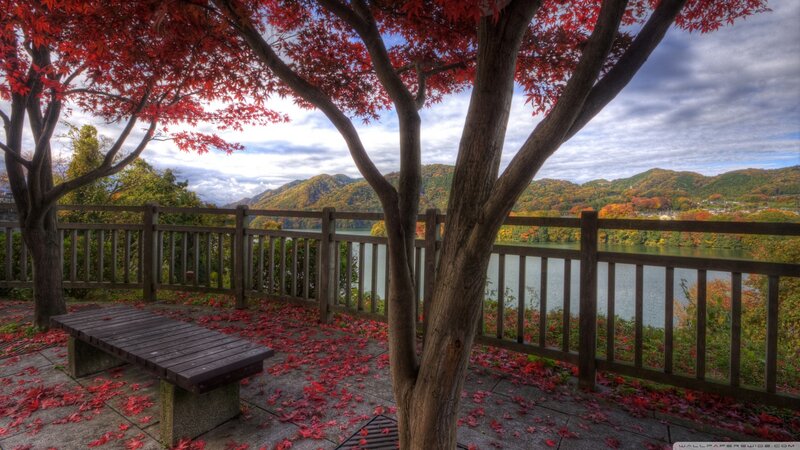 Red-leafed Tree by Lake — Red, Serene, Autumn, Photograph, Bench, Fence