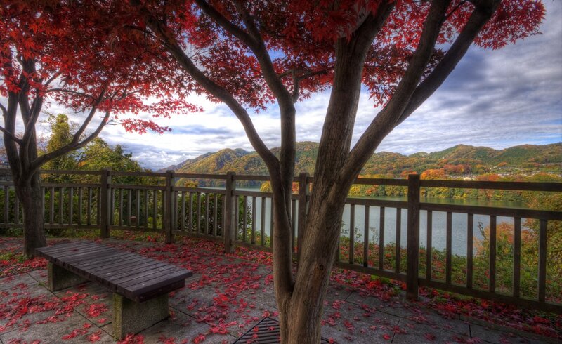 Red-leafed Tree by Lake — Red, Serene, Autumn, Photograph, Bench