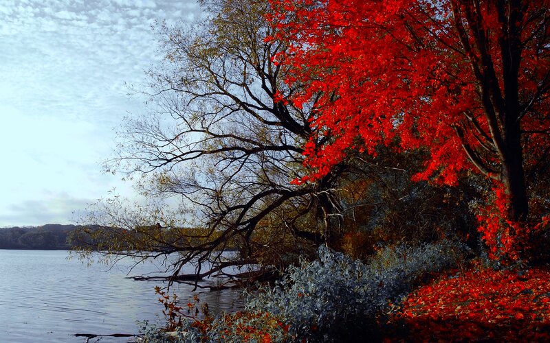 Red-leafed Tree by Lake — Red, Serene, Autumn, Photograph