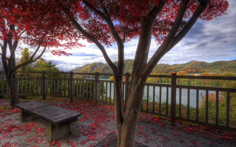 Red-leafed Tree by Lake — Red, Serene, Autumn