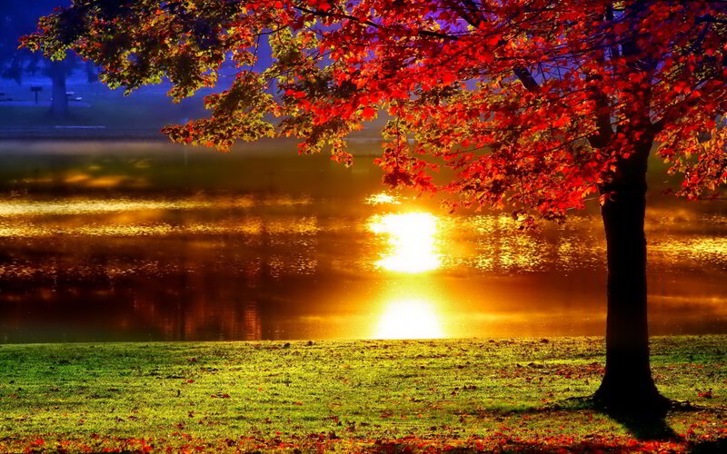 Red-leafed Tree by Lake — Red, Serene, Sunset, Photograph