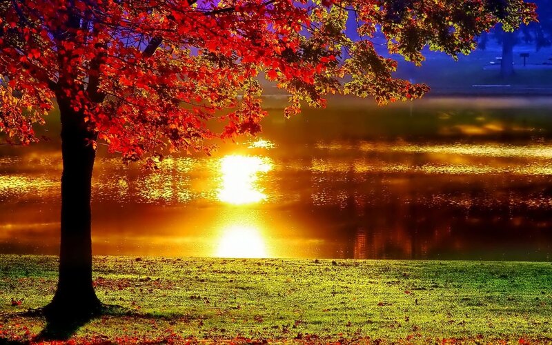 Red-leafed Tree by Lake — Red, Serene, Sunset