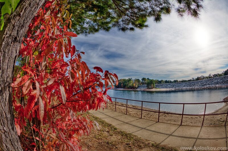 Red-leafed Tree by Lake — Red, Serene