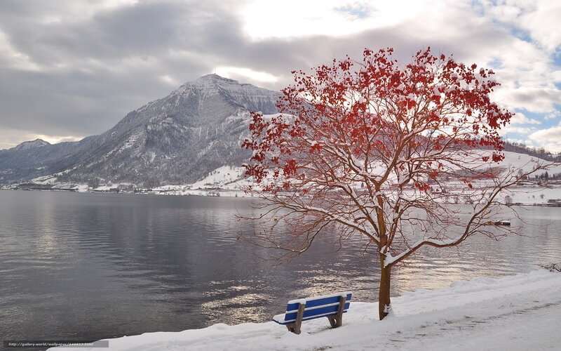 Red-leafed Tree by Lake — Red, Serene, Winter, Photograph, Bench