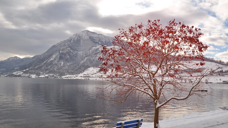 Red-leafed Tree by Lake — Red, Serene, Winter, Photograph, Mountain