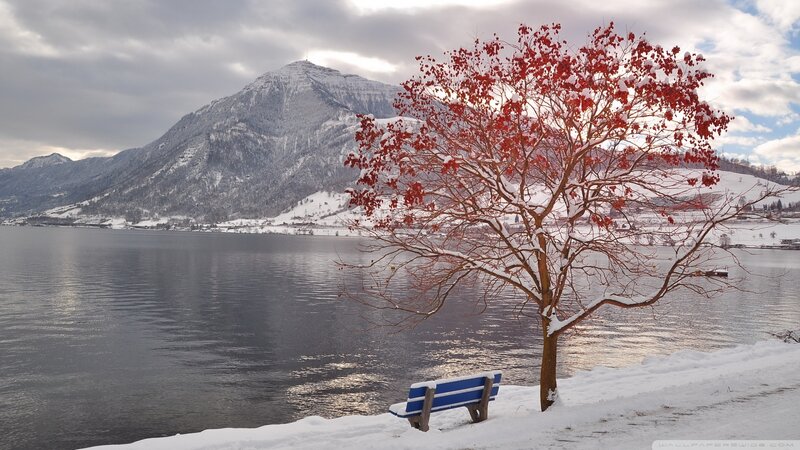 Red-leafed Tree by Lake — Red, Serene, Winter, Photograph