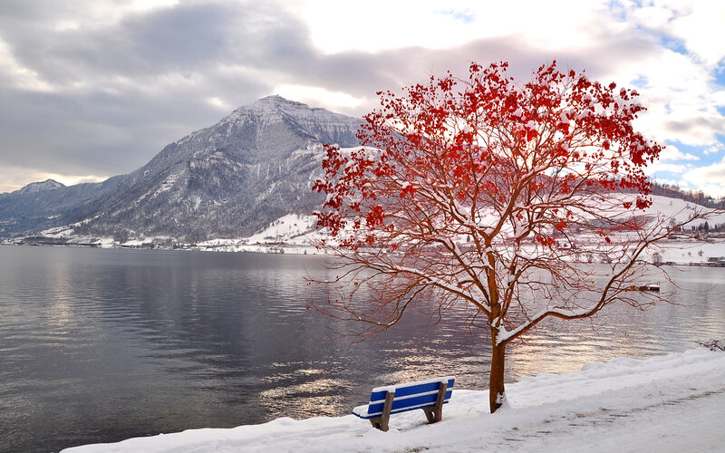 Red-leafed Tree by Lake — Red