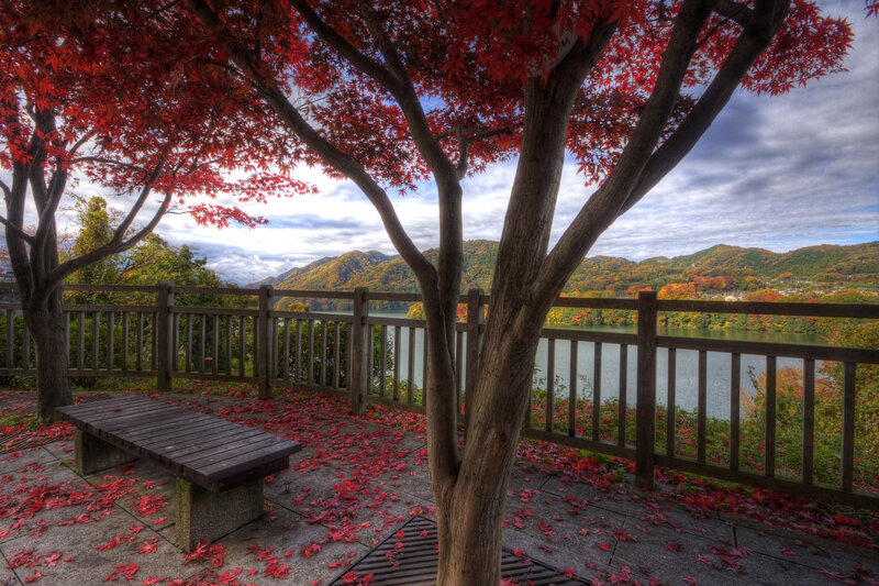 Red-leafed Tree by Lake