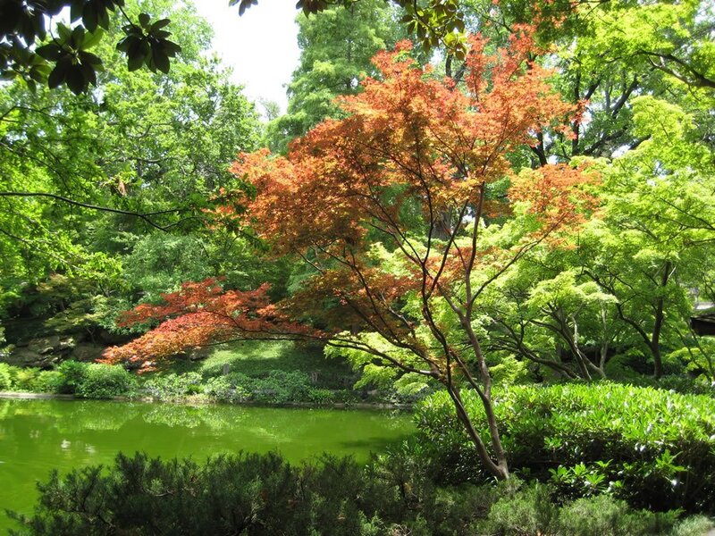 Red-leafed Tree by Pond — Green, Serene