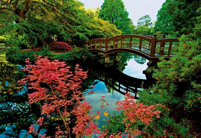 Red-leafed Tree by Pond — Green
