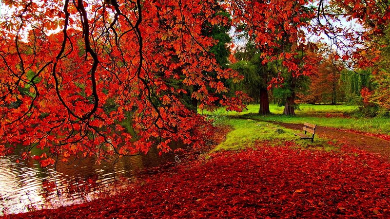 Red-leafed Tree by Pond — Red, Serene, Autumn, Photograph, Bench, Path