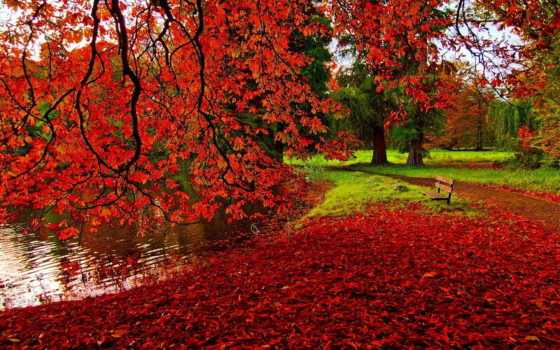 Red-leafed Tree by Pond — Red, Serene, Autumn, Photograph, Bench, Path, Trees, Leaves