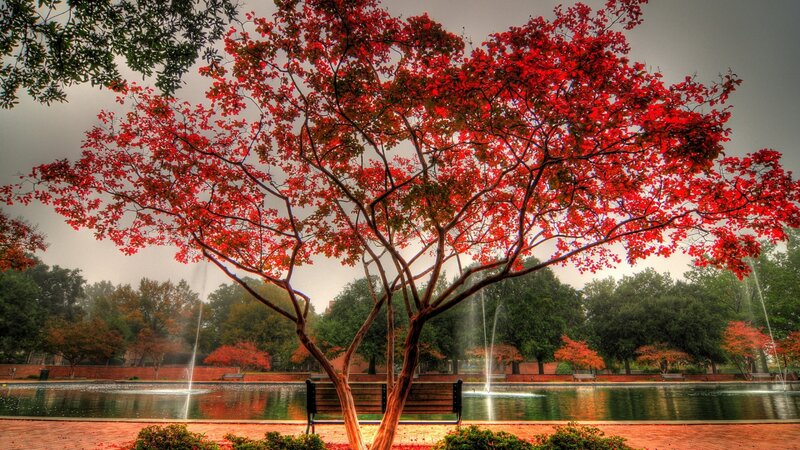 Red-leafed Tree by Pond — Red, Serene, Autumn, Photograph, Bench