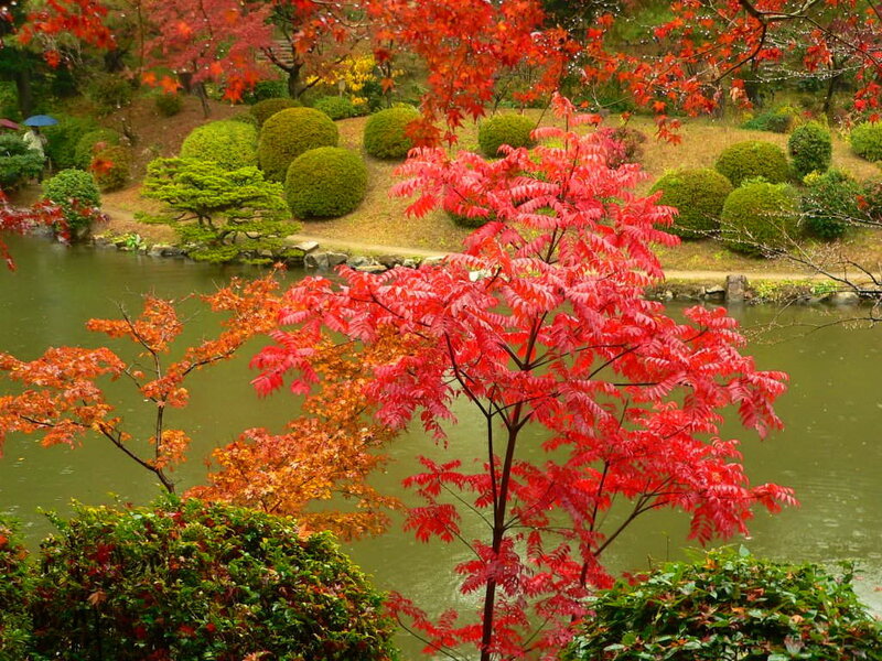 Red-leafed Tree by Pond — Red, Serene, Autumn, Photograph