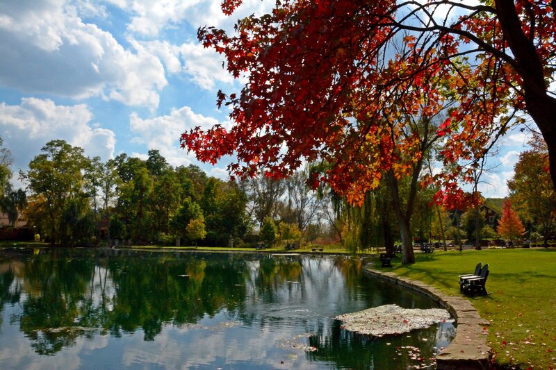 Red-leafed Tree by Pond — Red, Serene, Autumn, Photograph, Trees, Bench