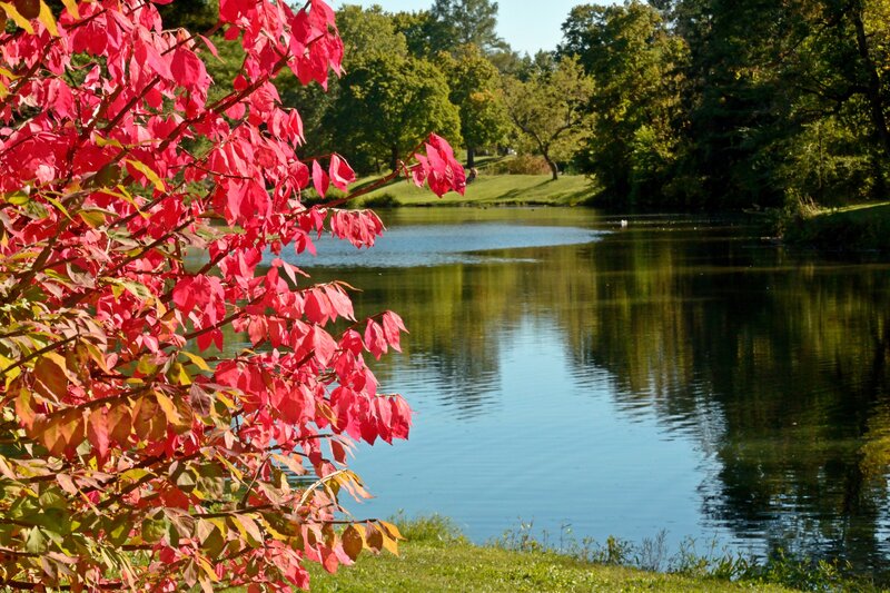 Red-leafed Tree by Pond — Red, Serene, Autumn, Photograph, Trees, Grass