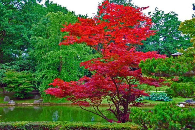 Red-leafed Tree by Pond — Red, Serene, Autumn, Photograph, Trees