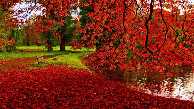Red-leafed Tree by Pond — Red, Serene, Autumn