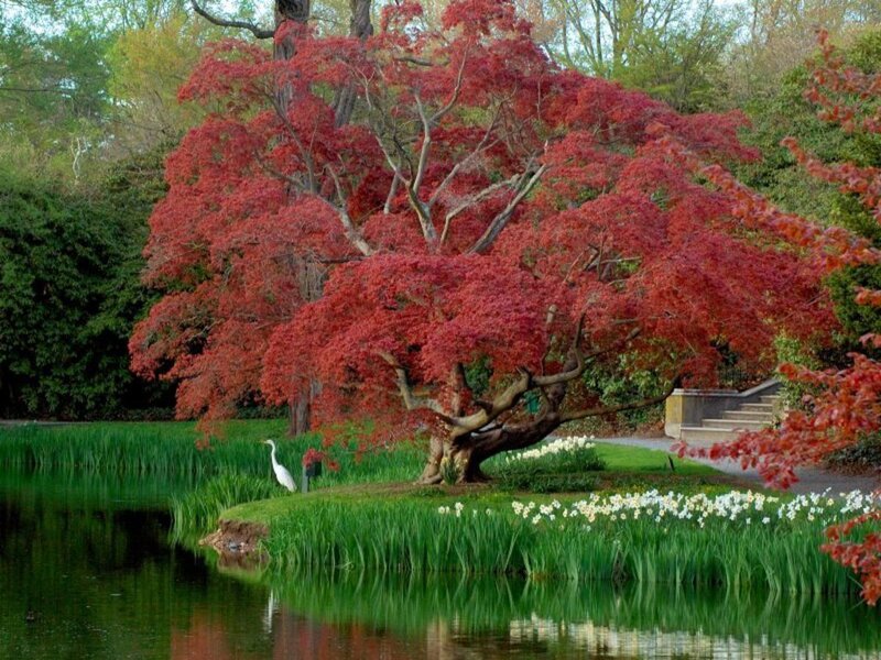 Red-leafed Tree by Pond — Red, Serene, Spring